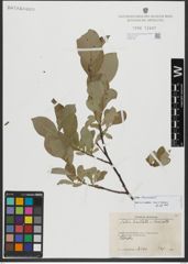 Foto von Salix hastata L.